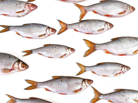Fish Group against White Wall Decal