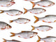 Fish Group against White Wall Decal