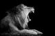 Grey-scale Roaring Lion Wall Decal