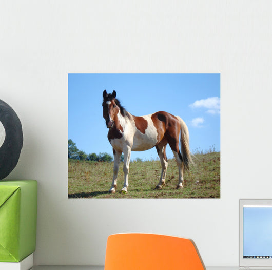 Paint Horse Wall Decal
