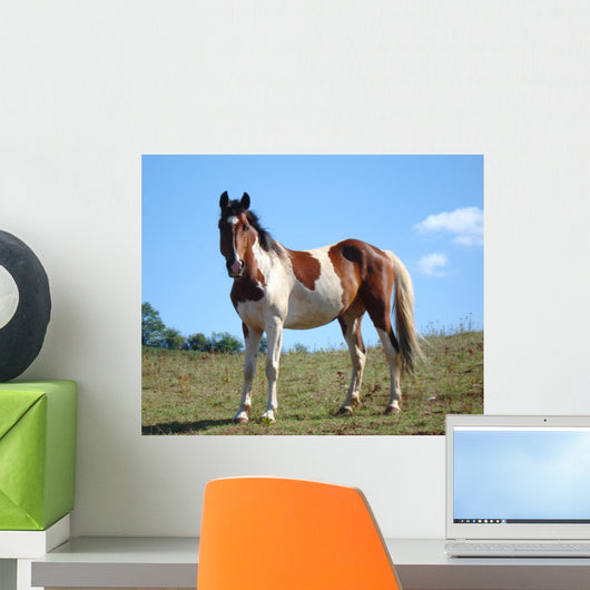 Paint Horse Wall Decal