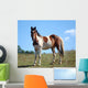 Paint Horse Wall Decal