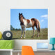 Paint Horse Wall Decal