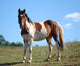 Paint Horse Wall Decal