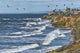 Seabirds near Carlsbad Cliffs Wall Decal