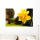 Daffodil Garden Wall Decal