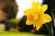 Daffodil Garden Wall Decal