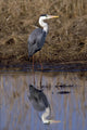 Grey Heron Wall Decal