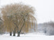 Willows Winter Wall Decal