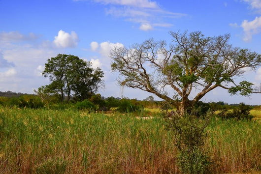 African Landscape Kruger National Wall Decal