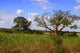 African Landscape Kruger National Wall Decal