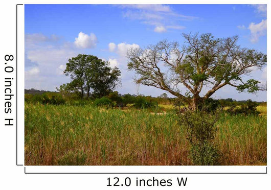 African Landscape Kruger National Wall Decal