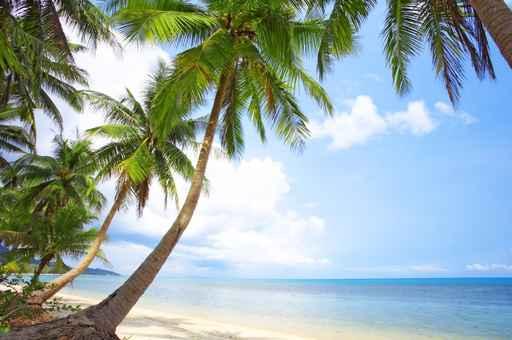Palms Wall Decal
