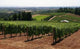 Vineyard Covered Hillside Wall Decal