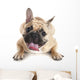 French Bulldog Wall Decal Design 3