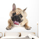 French Bulldog Wall Decal Design 3