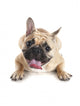 French Bulldog Wall Decal Design 3