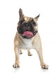 French Bulldog Wall Decal Design 2