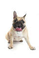 French Bulldog Wall Decal Design 1