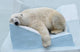 Sleepy Polar Bear Wall Decal
