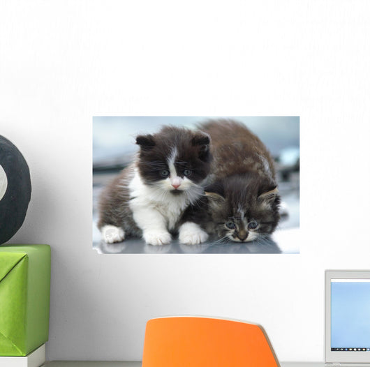 Two Kitten Wall Decal