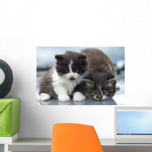 Two Kitten Wall Decal