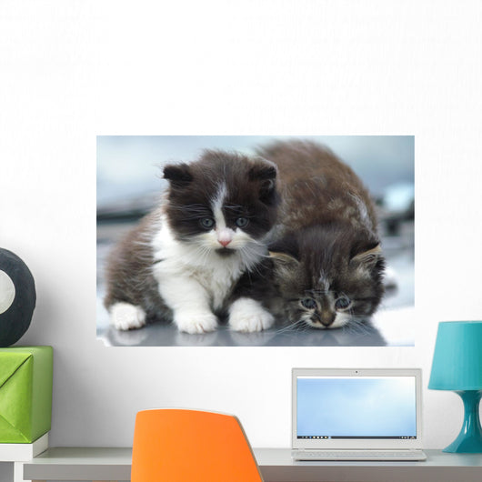 Two Kitten Wall Decal