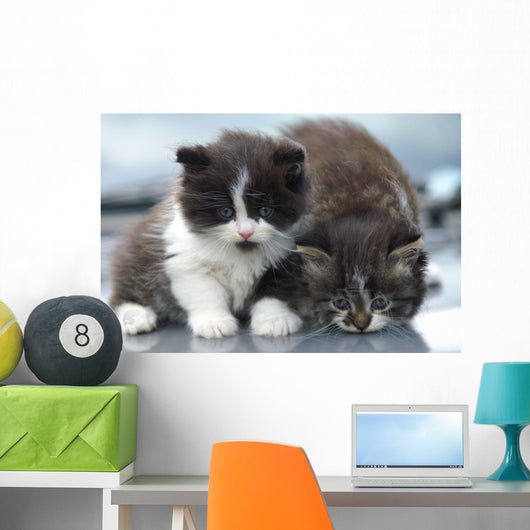 Two Kitten Wall Decal