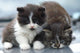 Two Kitten Wall Decal