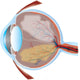 Eye Illustration with Cross Wall Decal