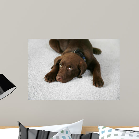 Lazy Dog Wall Decal