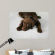 Lazy Dog Wall Decal