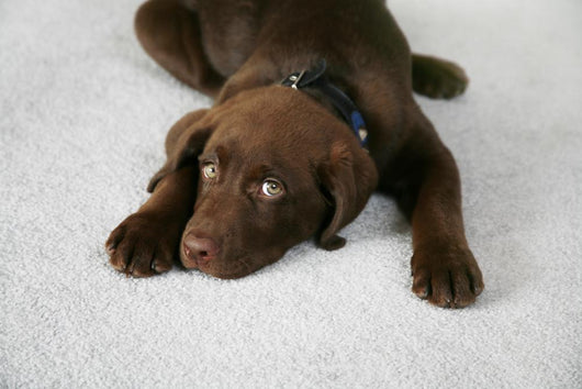 Lazy Dog Wall Decal