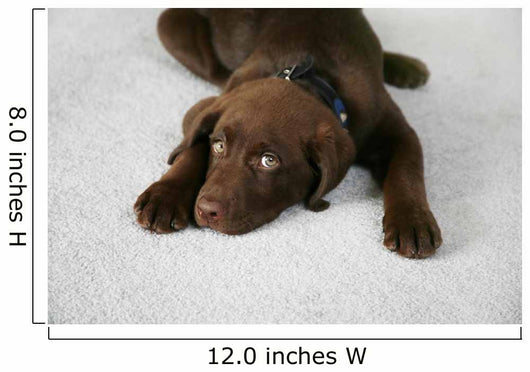Lazy Dog Wall Decal