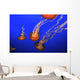 Medusa Jellyfish Wall Decal