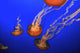 Medusa Jellyfish Wall Decal