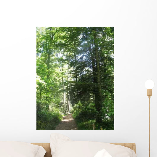 Path Forest Ste Baume Wall Decal