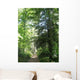 Path Forest Ste Baume Wall Decal