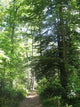 Path Forest Ste Baume Wall Decal