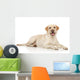 Young Labrador Retriever Wall Decal