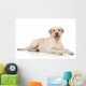 Young Labrador Retriever Wall Decal