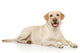 Young Labrador Retriever Wall Decal