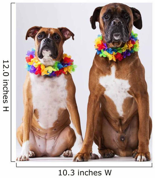 Two Boxer Dogs with Wall Decal
