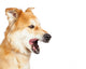 Closeup Large Dog Mouth Wall Decal