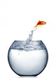 Goldfish Jumping out Water Wall Decal