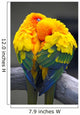Sun Conure Parrots Wall Decal