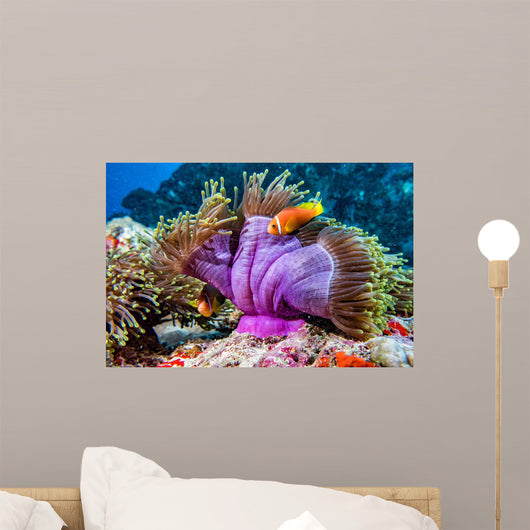 Clown Fish inside Pink Wall Decal