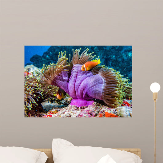Clown Fish inside Pink Wall Decal