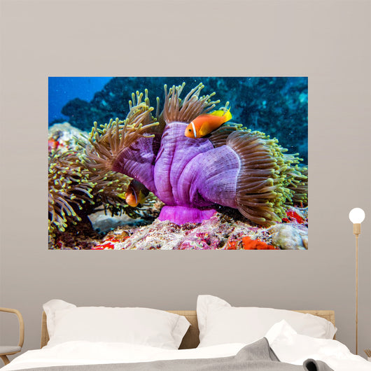 Clown Fish inside Pink Wall Decal