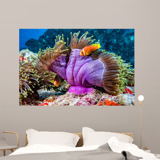 Clown Fish inside Pink Wall Decal